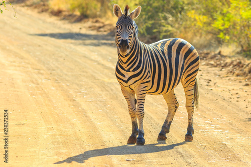 African Zebra standing on the gravel road. Game drive safari in Marakele National Park, part of the Waterberg Biosphere in Limpopo Province, South Africa near Johannesburg and Pretoria. photo