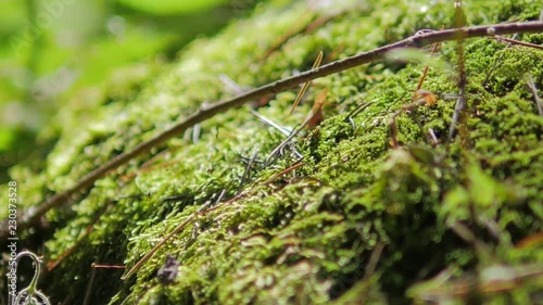 Himalayan mountain cedar forest, close-up dolly shot photo