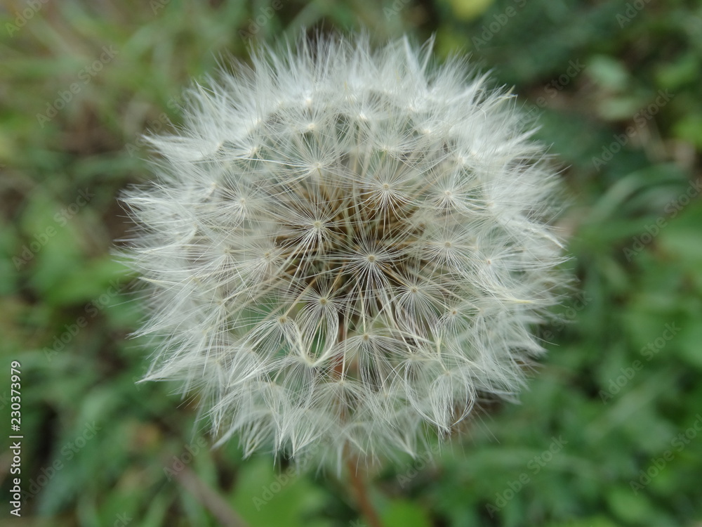Fototapeta premium macro fiore