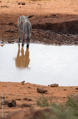Fototapeta Naklejka Na Ścianę i Meble -  zebra drinking water