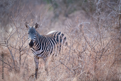 Fototapeta Naklejka Na Ścianę i Meble -  Zebra hiding in the bush