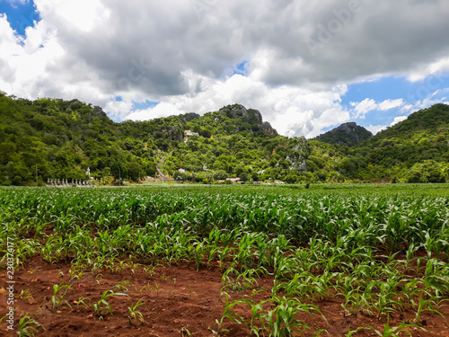 Rural landscape , hills and...