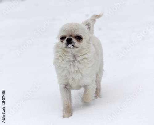 chihuahua in snow