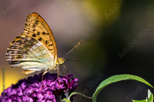 papillon macro