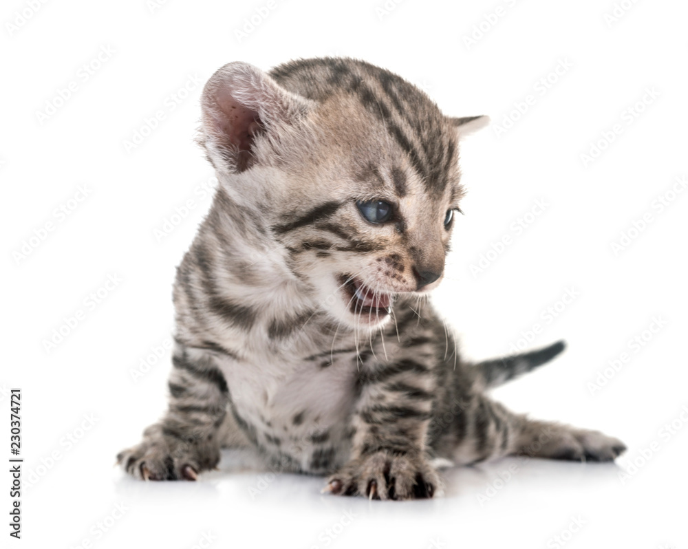 Obraz premium bengal kitten in studio