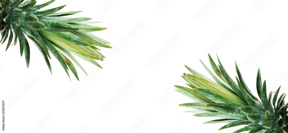 Pineapple on white background. Pineapple on white background.