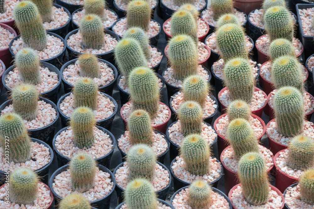Cacti and succulents in the garden.Cactus is beautiful plant. Cacti and succulents in the garden.Cactus is beautiful plant.