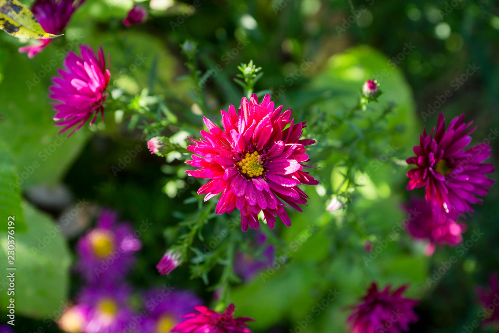 Obraz premium Aster flowers bloom in the garden. Selective focus.