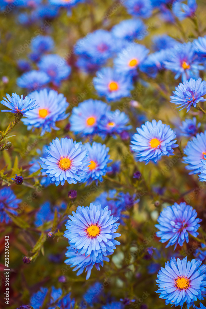 Aster flowers bloom in the garden. Selective focus. Aster flowers bloom in the garden. Selective focus.