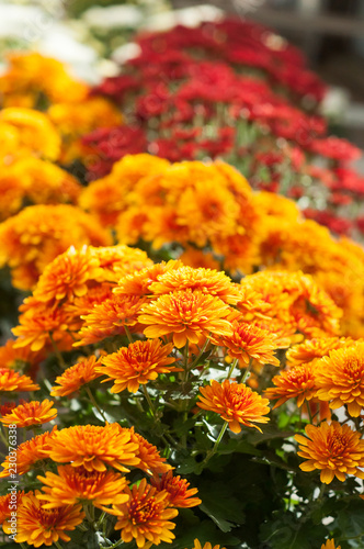 closeup of colorful chrysanthemums at gardening store © pixarno