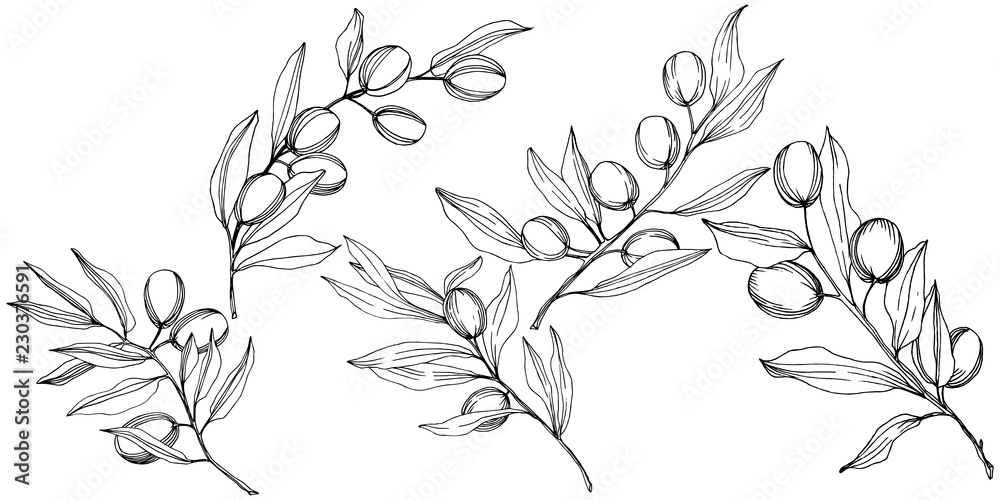 Olive tree in a vector style isolated. Black and white engraved ink art. Full name of the plant: Branches of an olive tree. Vector olive tree for background, texture, wrapper pattern, frame or border. Olive tree in a vector style isolated. Black and white engraved ink art. Full name of the plant: Branches of an olive tree. Vector olive tree for background, texture, wrapper pattern, frame or border.