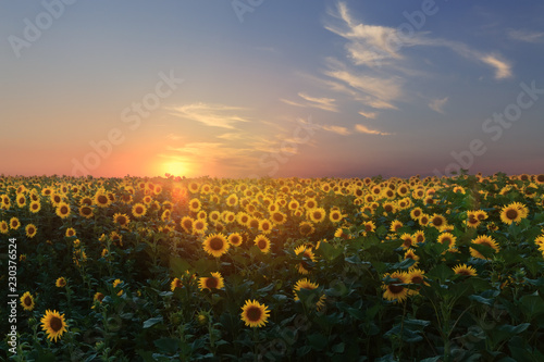 sunflower at sunset / bright sunflower on Vaughan of a beautiful sunset