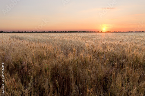 the scorching summer sun   wheat field not long before sunset