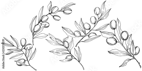Olive tree in a vector style isolated. Black and white engraved ink art. Full name of the plant: Branches of an olive tree. Vector olive tree for background, texture, wrapper pattern, frame or border. © yanushkov