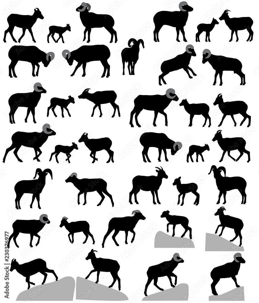 Fototapeta premium Collection of silhouettes of bighorn sheeps, rams and lambs