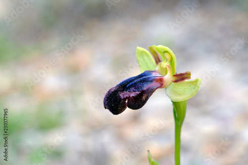 Ophrys iricolor, Leros, Greece photo