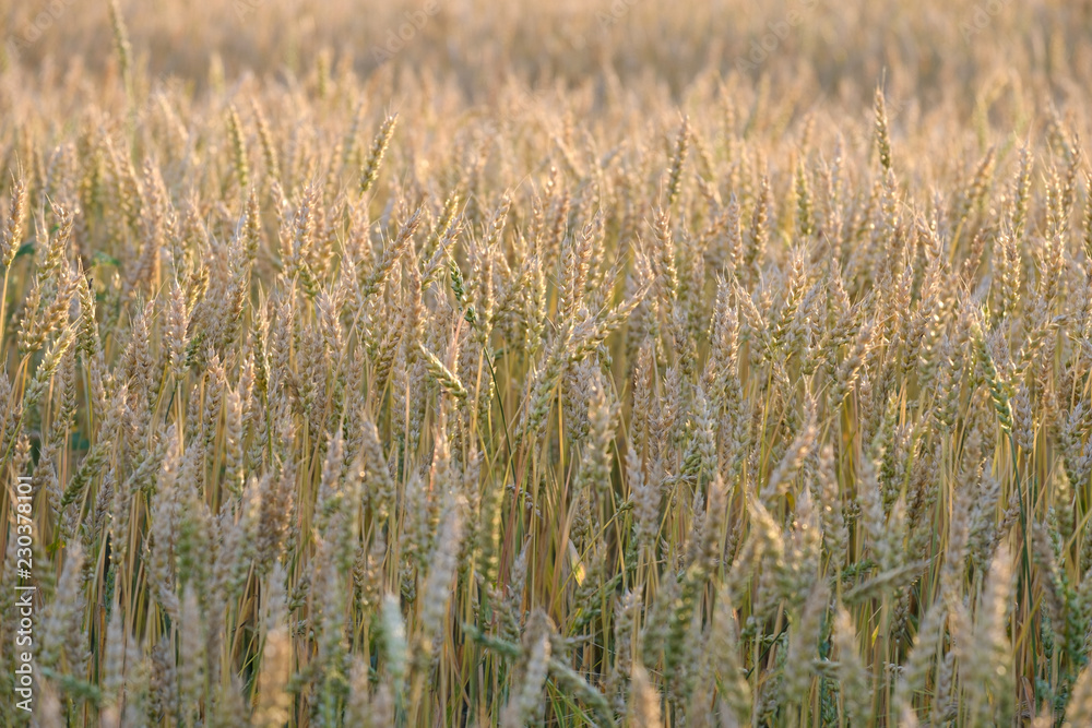 Fototapeta premium rye field raw photo natural colors