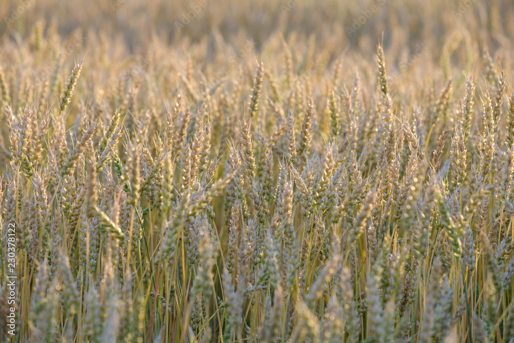 rye growing on the field in the summer before harvest rye growing on the field in the summer before harvest