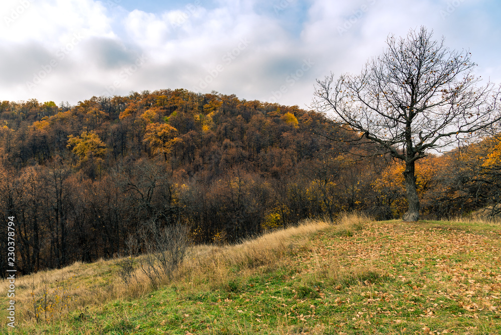 A tree with bare branches and a cloudy sky and mountains with autumn forest in the background