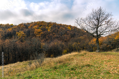 A tree with bare branches and a cloudy sky and mountains with autumn forest in the background