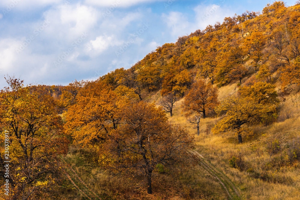 Beautiful landscape - Autumn oak forest on high hills