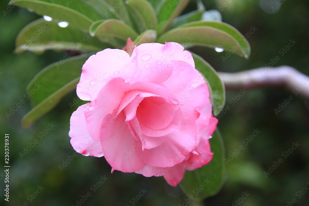 Thai Flower : Rose is a woody perennial flowering plant of the genus Rosa, in the family Rosaceae, or the flower it bears. Thai Flower : Rose is a woody perennial flowering plant of the genus Rosa, in the family Rosaceae, or the flower it bears.