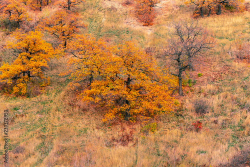 Oaks with autumn leaves on the mountainside - beautiful autumn landscape, background