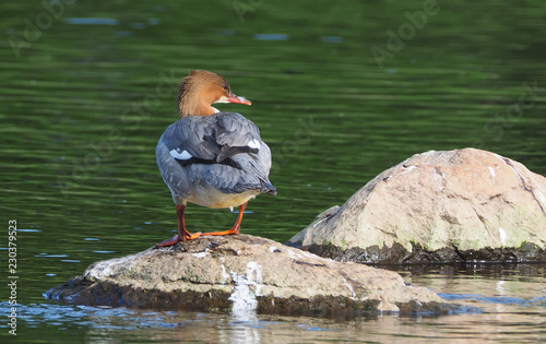 merganser on the river bank