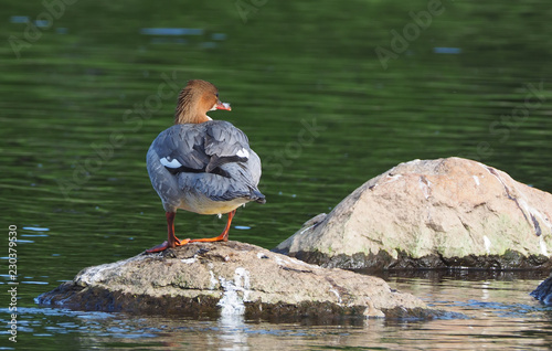 merganser on the river bank