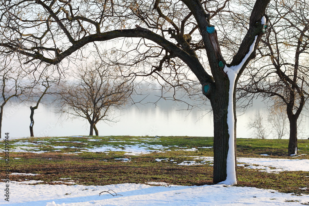 Tree in the snow on a lawn covered with snow and green grass on the background of the river in the winter morning