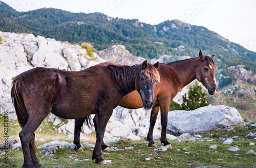 Beautiful Rural scene with two light and dark brown colored horses grazing in a green meadow