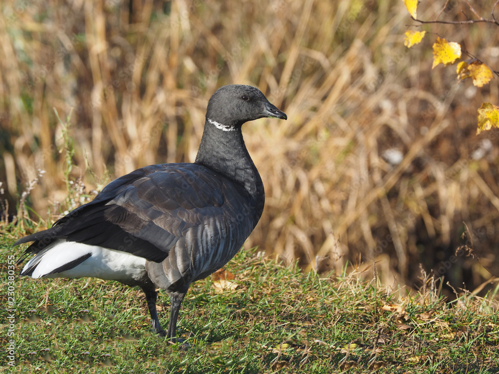 Branta bernicla on the lake