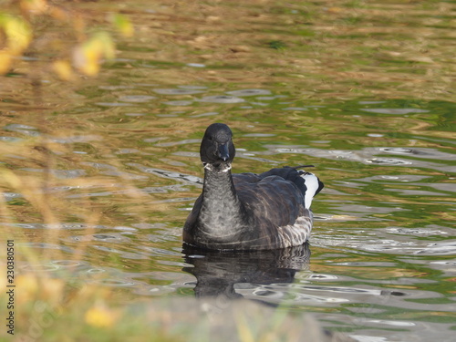 Branta bernicla on the lake