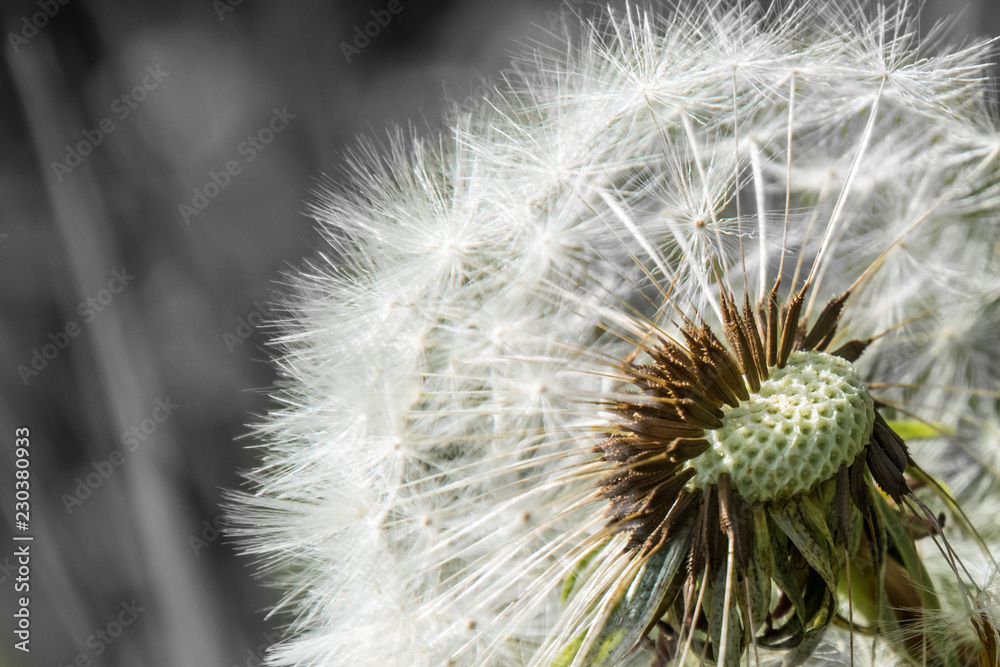 Fototapeta premium Blowball dandelion seed head flower blossom white green spring m