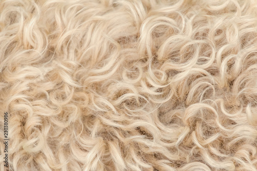 Irish soft coated wheaten terrier white and brown fur wool photo