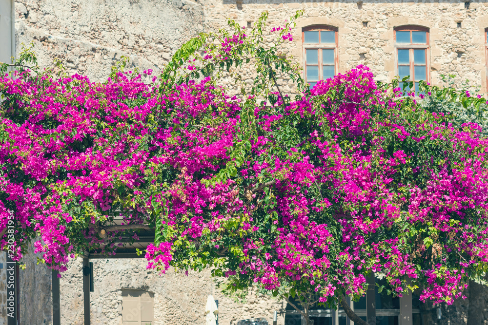 Naklejka premium white horse with a carriage for the tourists in the harbor of Chania city. Crete, Greece.