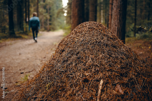 Close up view of gigantic ant hill in protected area with woman walking along path in background. Large anthill in summer forest among trees. Nature, environment, flora and fauna. Selective focus