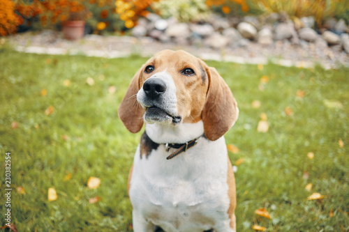 Outdoor portrait of sweet beagle dog with smart brown eyes sitting on grass in countryside with flowers in background. Intelligent scent hound playing outside. Selective focus on dog's face
