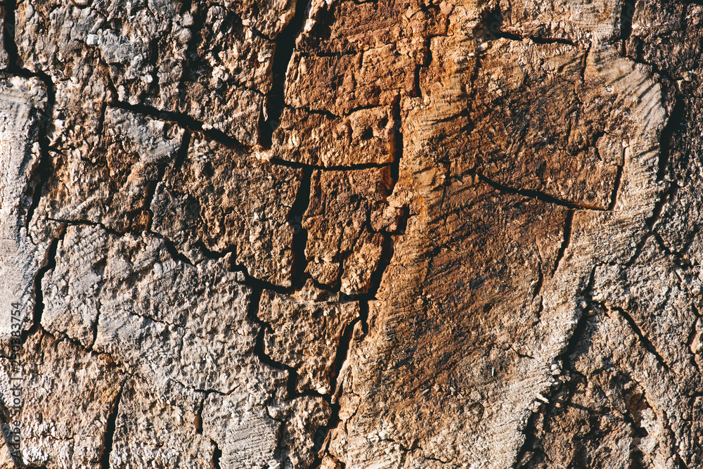 close up view of old brown textured tree bark close up view of old brown textured tree bark