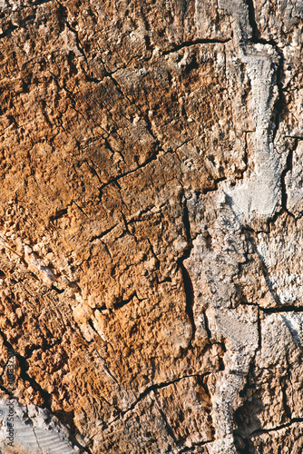 close up view of old brown tree bark background