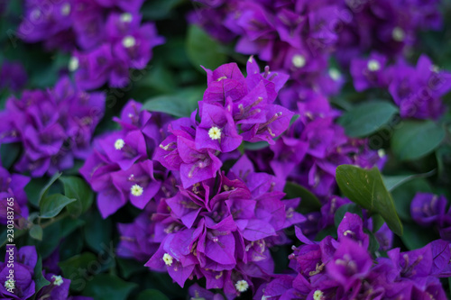 Purple Garden Flowers