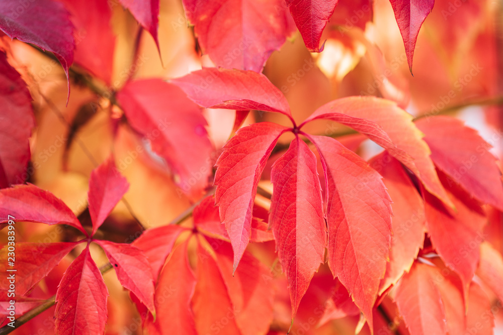 close up of beautiful autumnal plants with red leaves close up of beautiful autumnal plants with red leaves