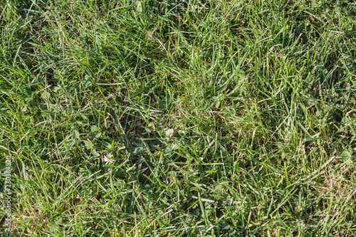 Green grass seamless texture