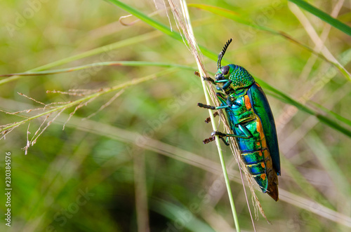 Jewel beetle in field macro shot photo