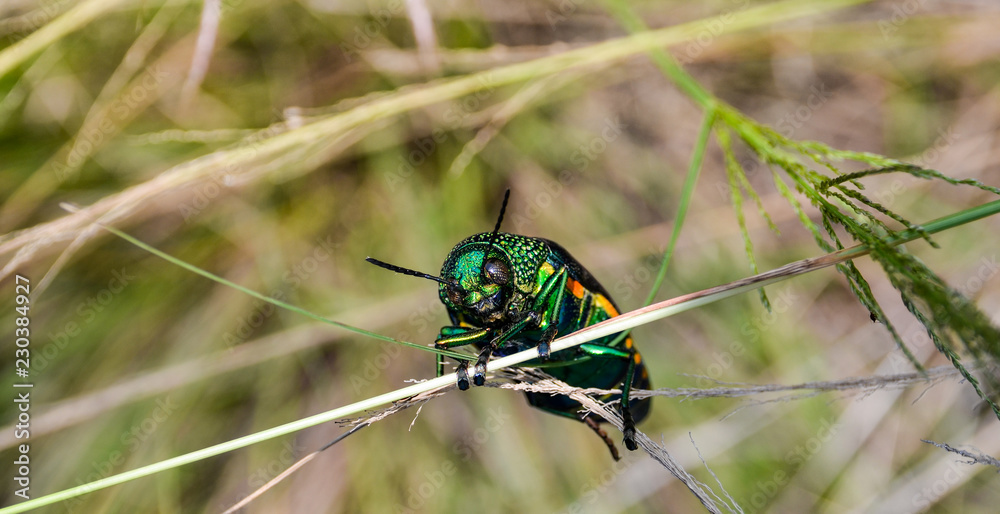 Jewel beetle in field macro shot