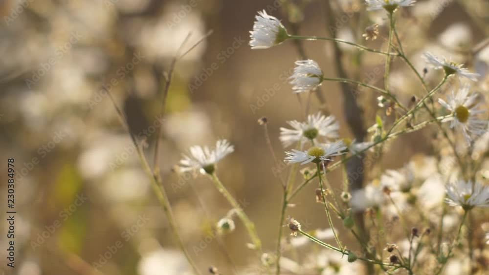 Plants with solar flares 13 Slowmotion Plants with solar flares 13 Slowmotion