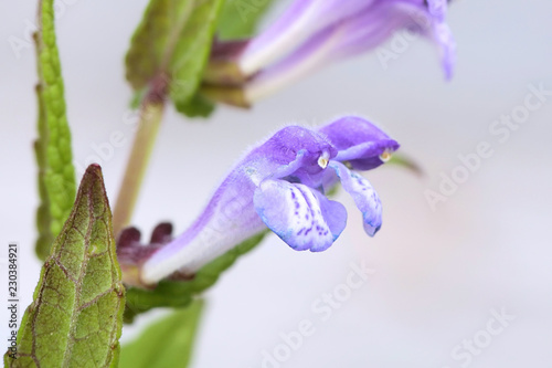 Marsh skullcap photo