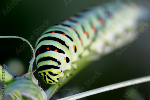 Swallowtail butterfly caterpillar, Papilio machaon