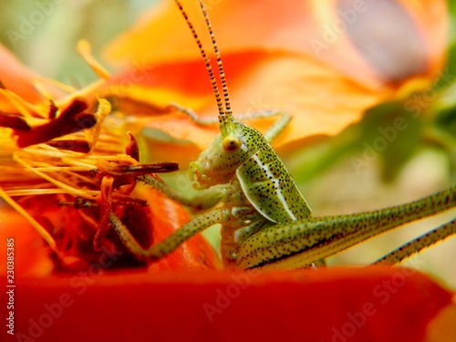 Grasshopper and its environment