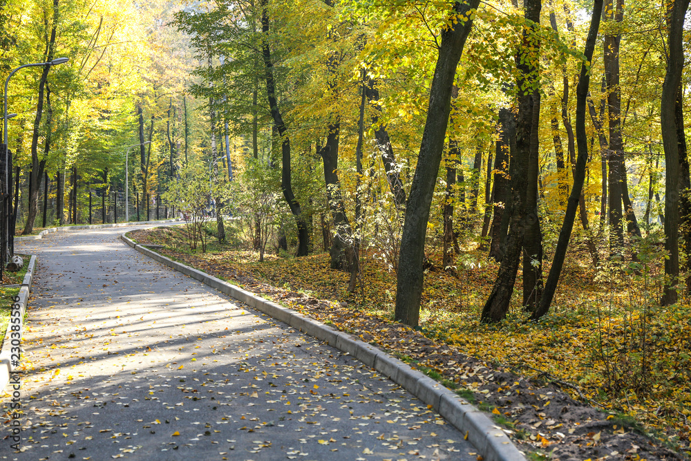 Fototapeta premium View of path in beautiful autumn park